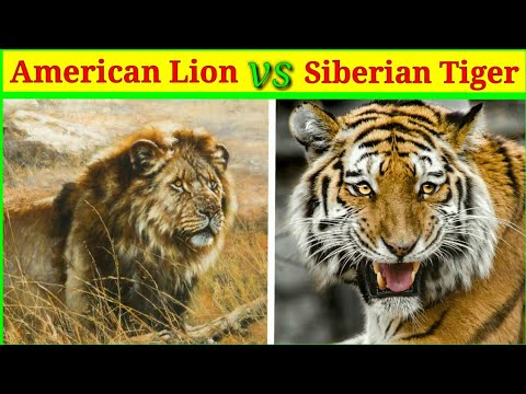 American Lion vs Siberian Tiger किसकी होगी जीत?/lion vs tiger/lion vs