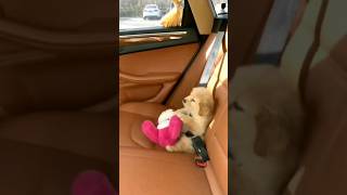 ?OMG its so cute ??shorts viral doglover labrador