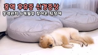 강아지 홍역 후유증 신경증상 치료방법 1 | 유기견입양 | 포인핸드 | 포메라니안