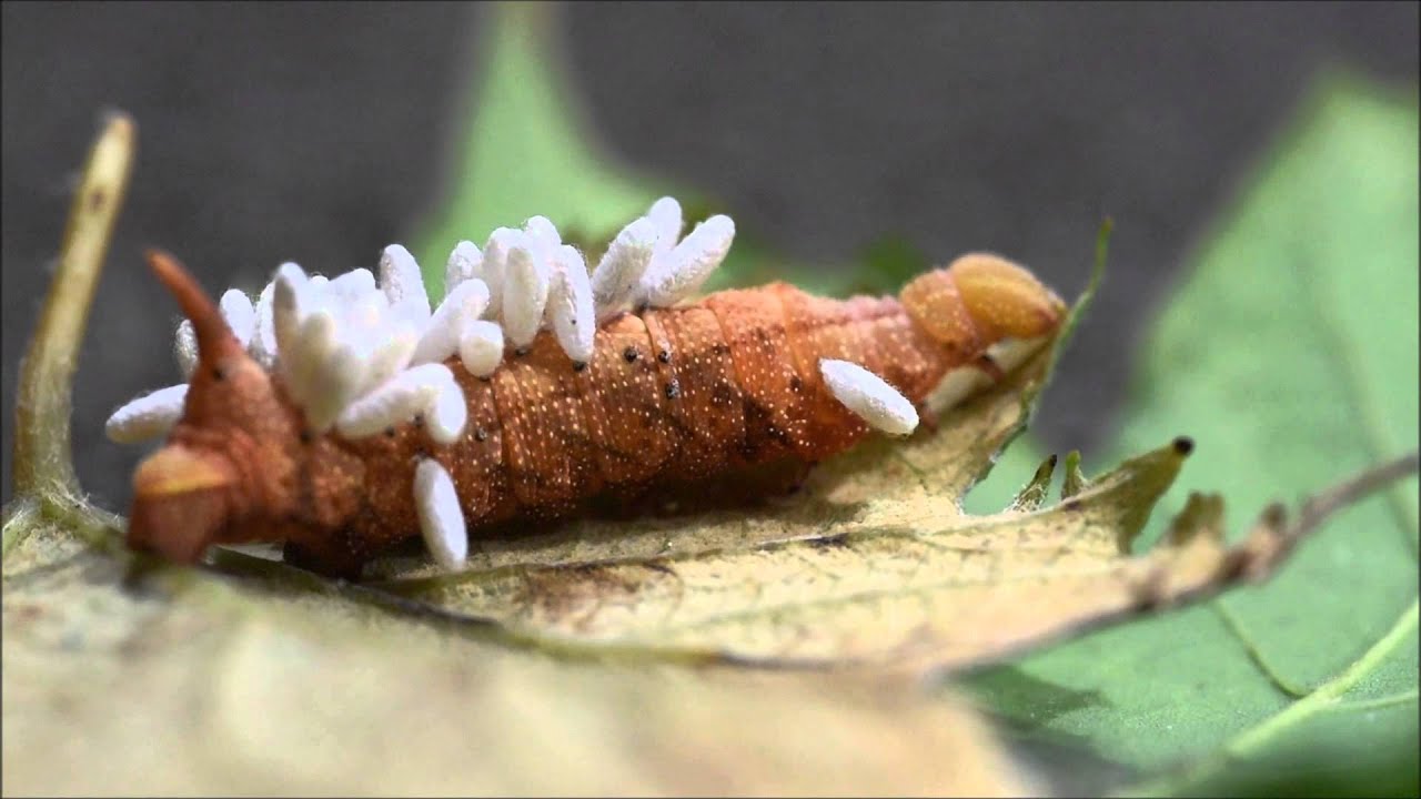 Tomato Hornworm with Parasite Wasp YouTube