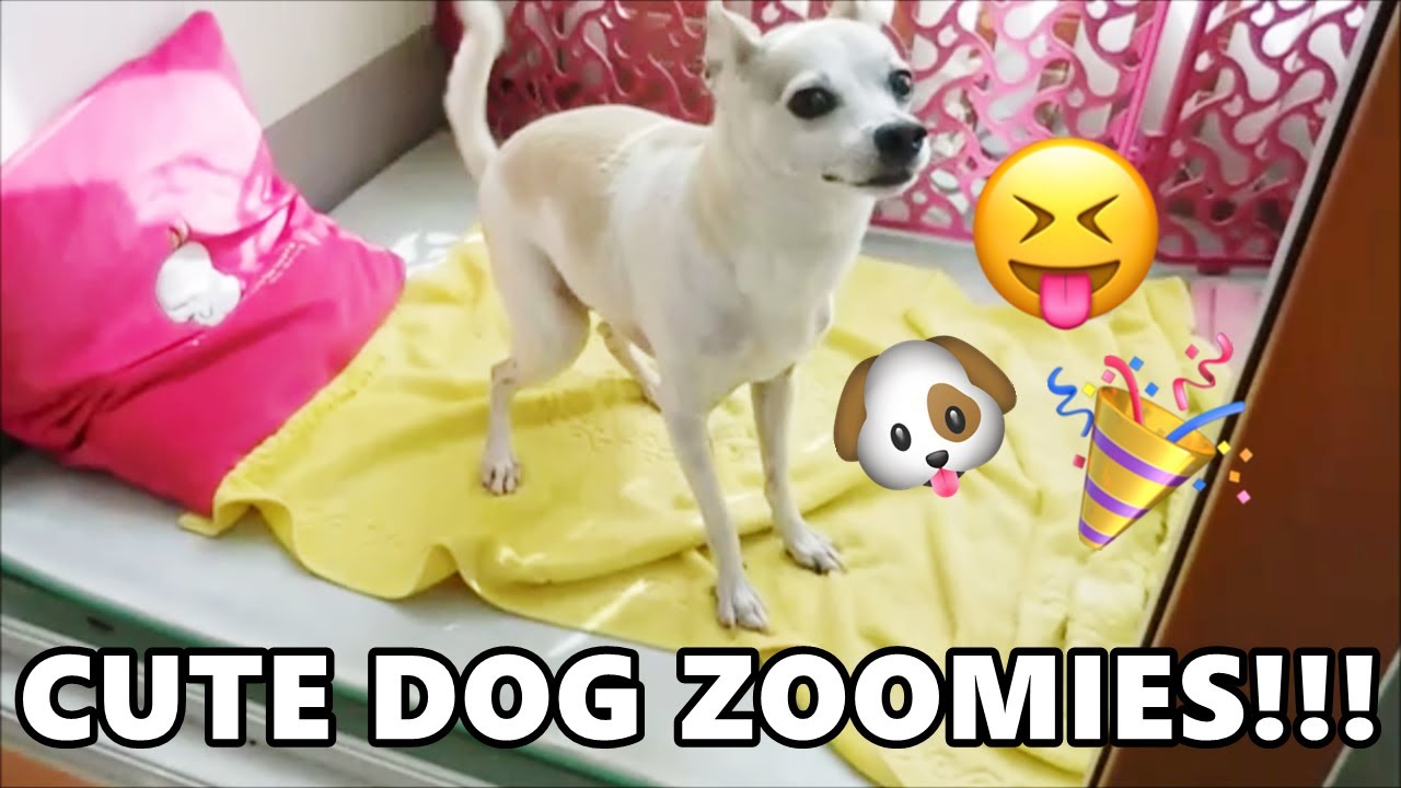 CUTE DOG CRAZY ZOOMIES!😝😝😝 YouTube