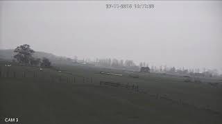 Schapen Gaan Op De Loop Voor De Eigenaar