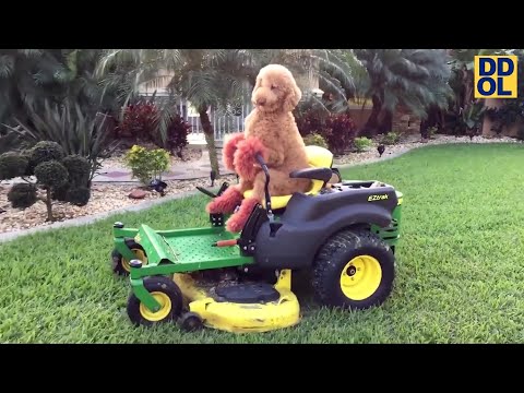 TRY NOT TO LAUGH WATCHING FUNNY VIDEOS 2020 #3