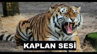 KAPLAN SESİ