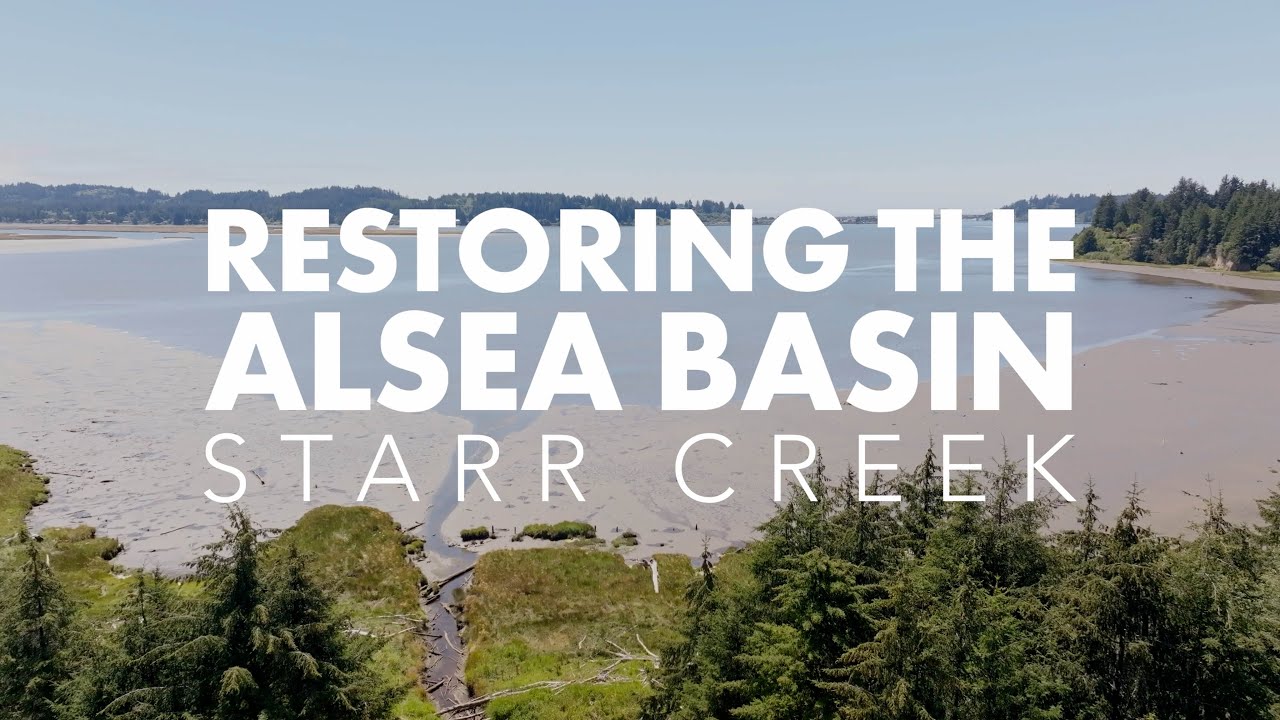 Restoring the Alsea Basin: Starr Creek