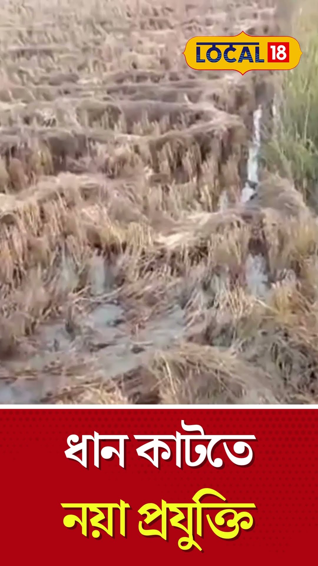 Modern Agriculture | সুন্দরবনে ধান কাটতে নয়া প্রযুক্তি | #local18shorts   #shorts #shortvideo