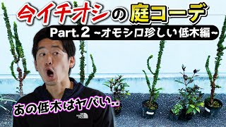 【庭コーデ②】え？何コレ？誰も見たことない面白い低木を使ったコーデ