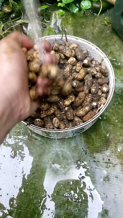 Mani or Peanut fresh harvest. don't forget to like and subscribe