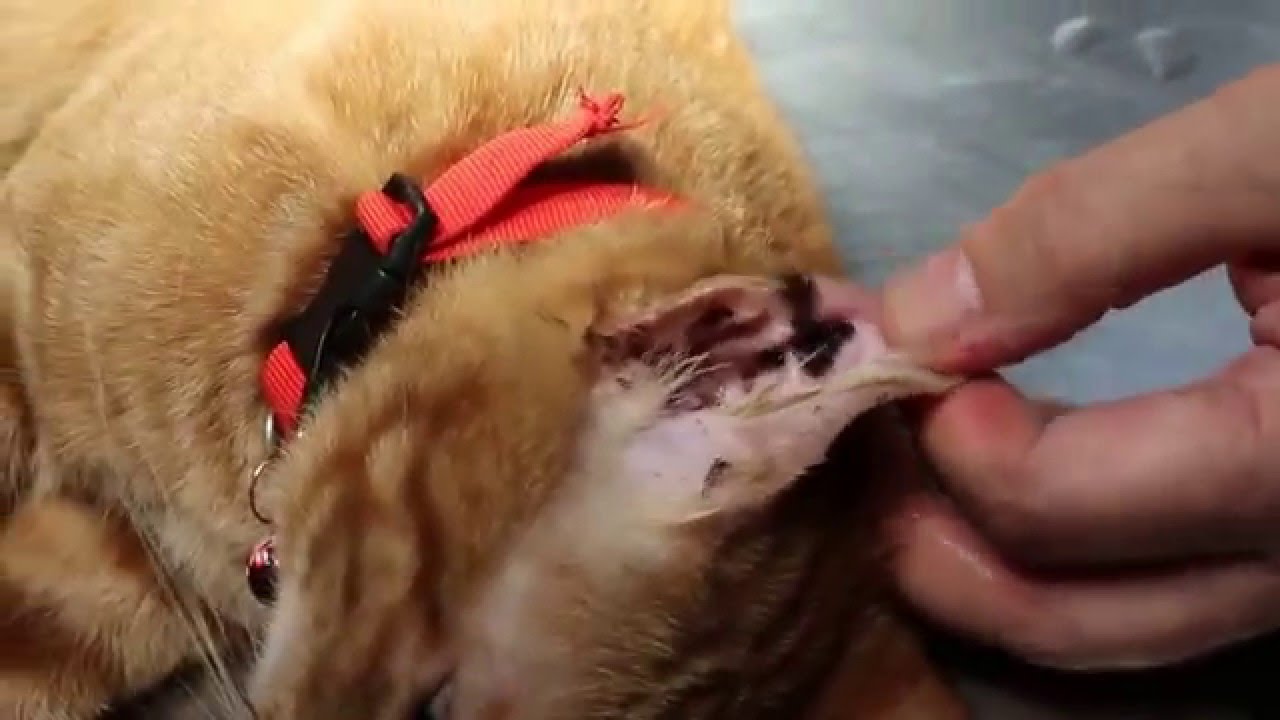 Cat Handling Skill - How to handle a ferocious cat for ear irrigation