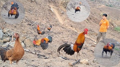 Gà rừng thi đấu đập cánh và chạy 🏃nhanh bồi sáng. Qaib qus sib twv dhia ya ntxuaj ti sawv ntxov