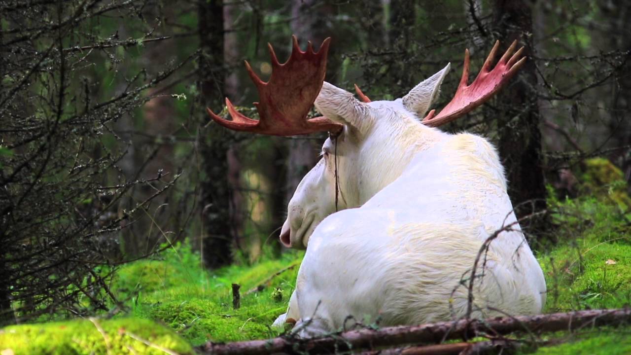 К чему снится лось с рогами. Лось альбинос Швеция. Белый Лось альбинос. Белый Лось в Ярославской области. Лось альбинос в Ярославле.