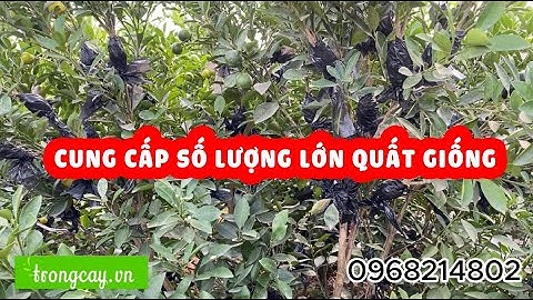 Cung cấp quất giống, quất chiết số lượng lớn, giá nhà vườn. Gửi hàng đi toàn quốc