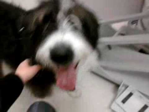 Video: Koagulationsbrist (leverrelaterad) Hos Hundar