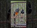 kicau burung murai dan kacer #kicaumania