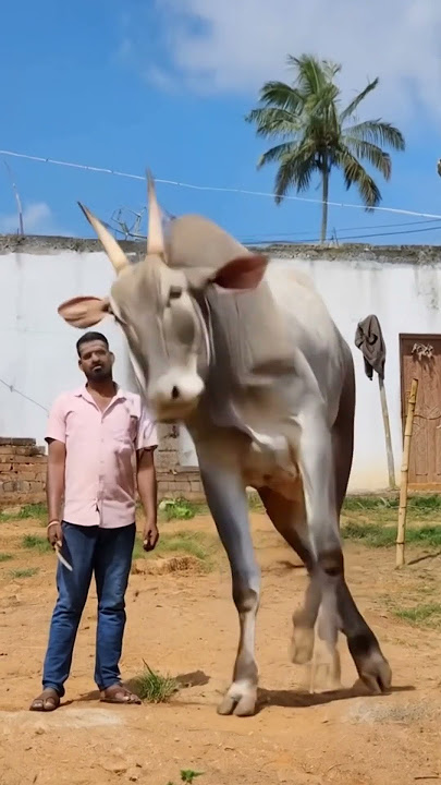 #hallikarfan #hallikarcow #hallikarbull#hallikarfollower   #bull #bullsale #hallikar #hallikarlover