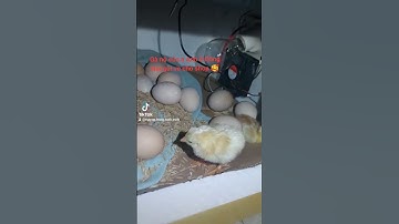 Gà nở từ máy ấp trứng tự động do anh Anh ở Đồng Nai gửi về cho shop