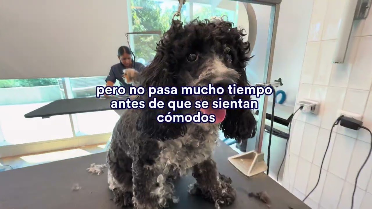🐾✨ ¡La reacción de los perritos al llegar a Grooming Salon de Petco, lo dice todo! 🐶  💕