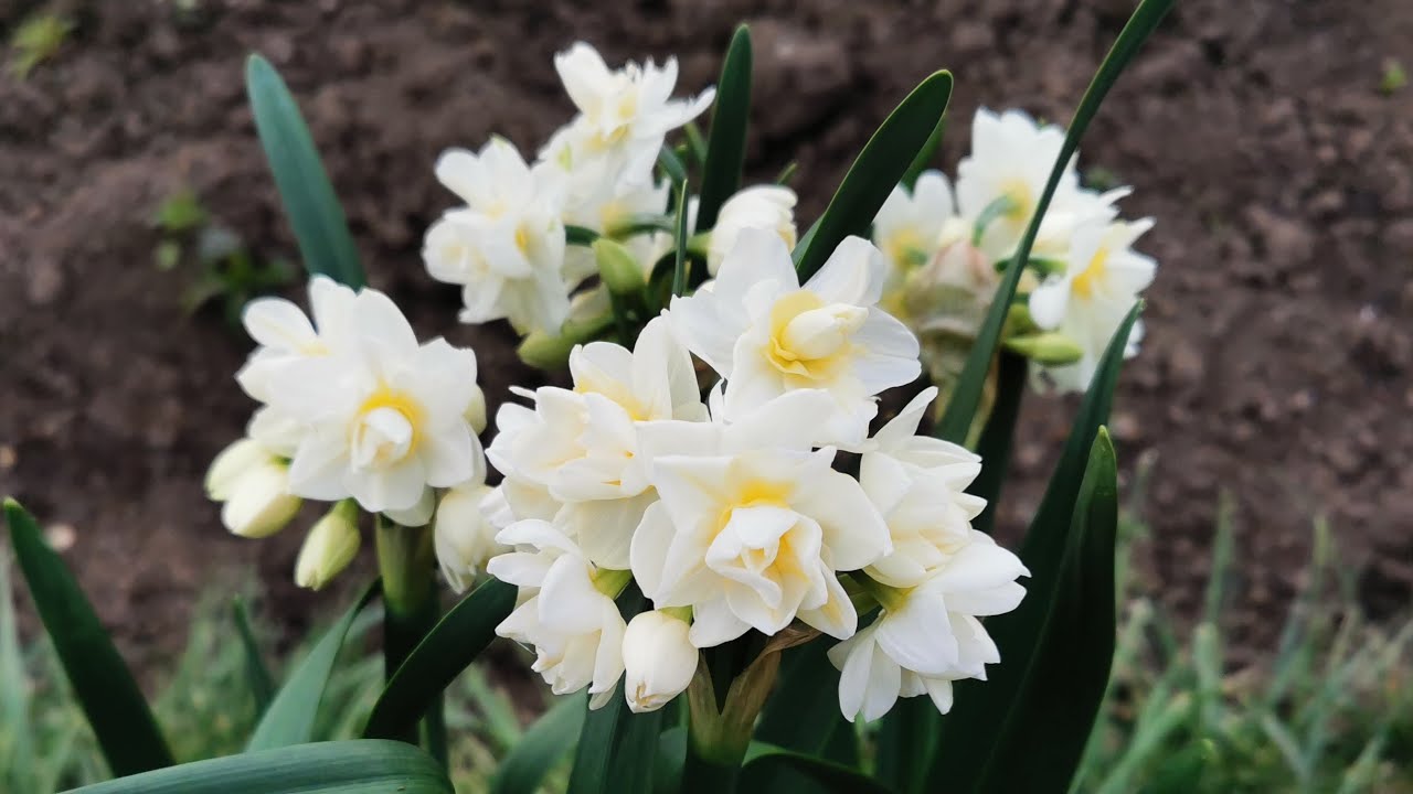 Narcissus Yellow Cheerfulness A Double Flower Daffodil With Several Flowers Per Stem Youtube