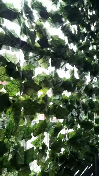 Pemasangan daun rambat angur dan daun rambat gantung type dolar