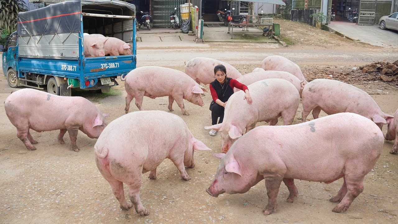 Buying Two Pigs, Each Weighing Over 100kg, and Transporting Them to the Market