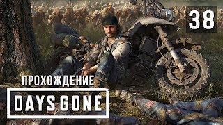 Страх смерти • Days Gone • #38