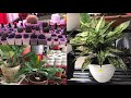 Plant Sale at the Mall with Plant ID/Name & Varieties