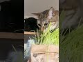 草を食べる猫 #猫 #cat