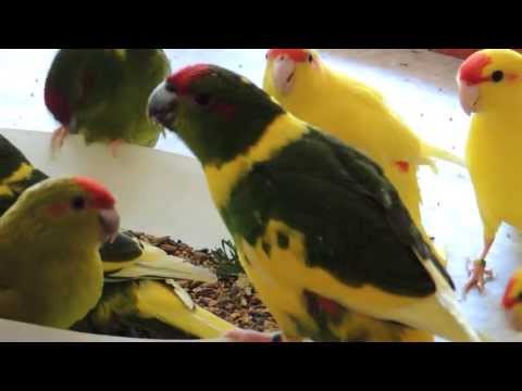 Video: Video, V Ktorom Malý Papagáj Gesha Píska Piesne