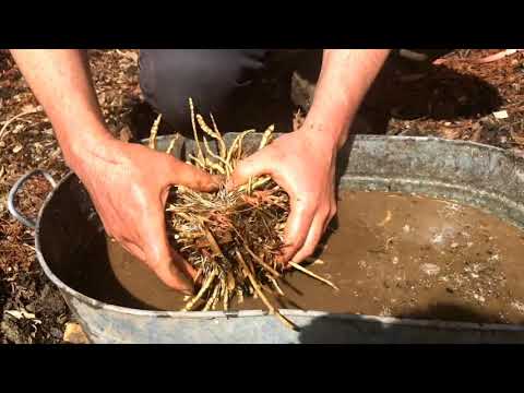 Video: Skirret-kweektips: leer wat een rokplant is en hoe u deze in de tuin kunt laten groeien