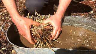 Skirret - Propagating by division in early spring