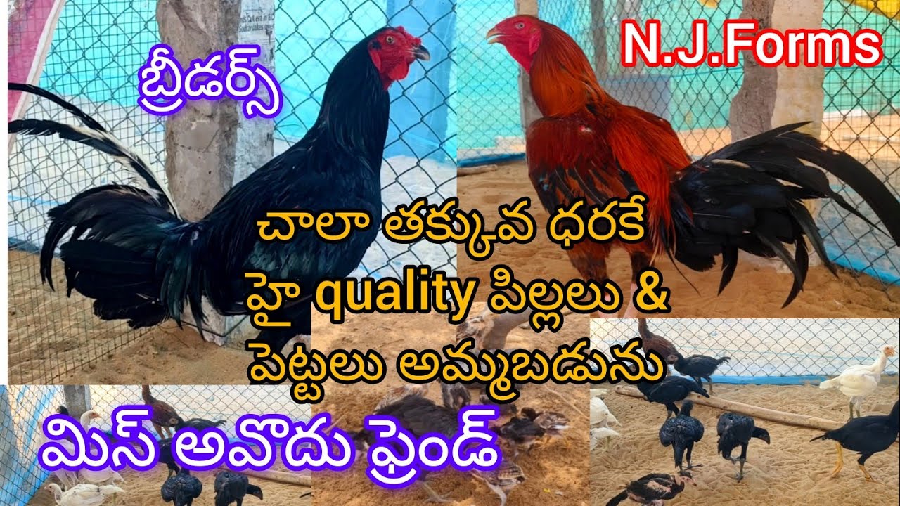 //N.J.Forms నుండి అతి తక్కువ ధరకే// హై quality chicks & breeders// సెకండ్ నెంబర్: 8919493770//