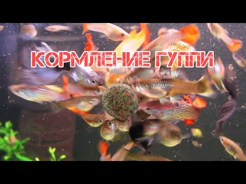 Видео: Как часто кормить гуппи?