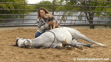 Aint Yo Average Boon - laying down, riding bareback, bullwhip! - ValleyViewRanch.net