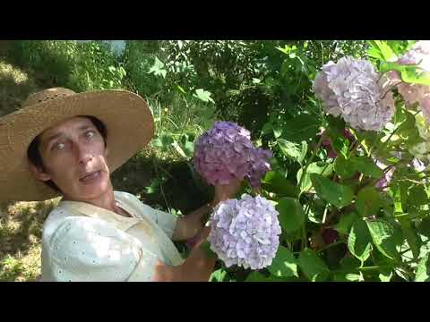 Video: Le Migliori Fioriture Di Fiori Selvatici Al Mondo E Quando Visitarle