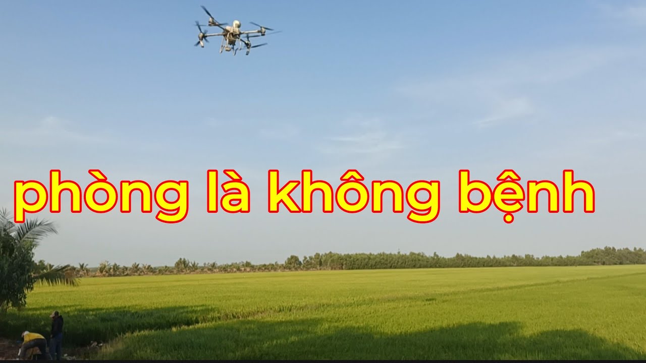 Trổ điều xịt đơn giản,phòng đạo ôn lem lép và xanh lá