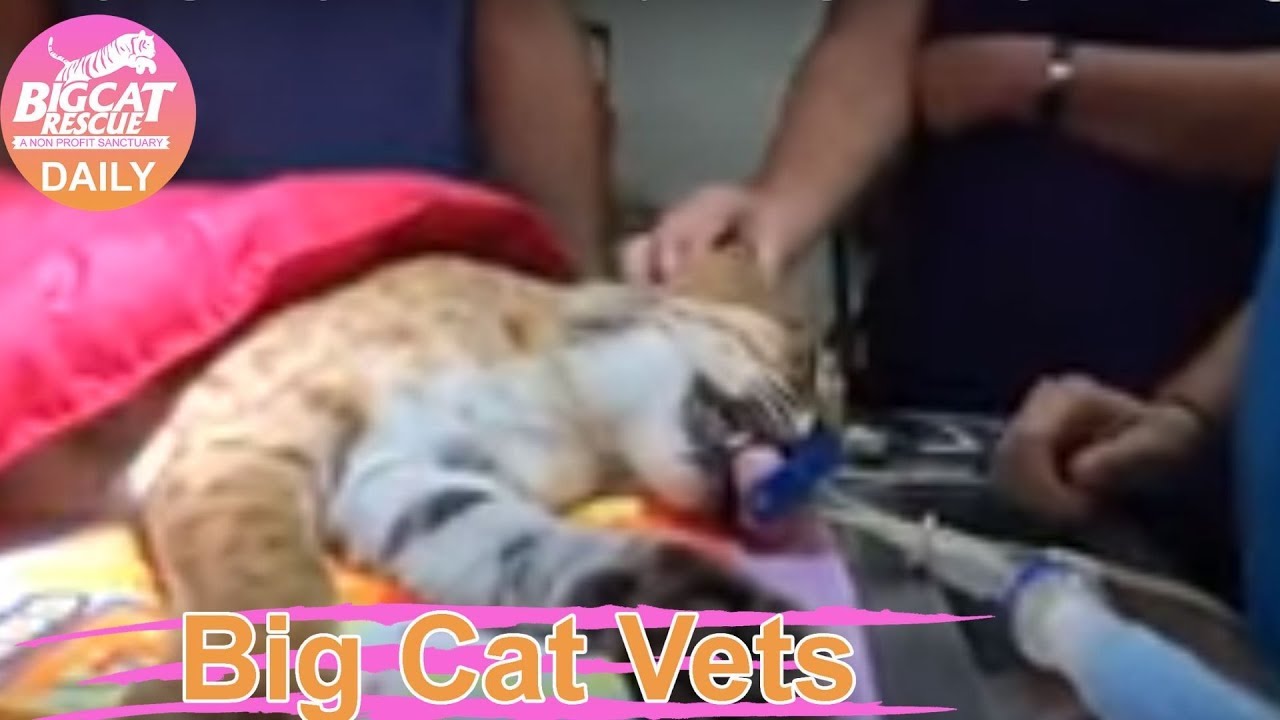 Big Cat Vets Thurston bobcat is being seen by Dr. Justin Boorstein