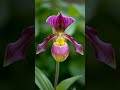 lady slipper orchid