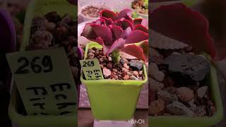 картинка: 3 часть. Эхеверии. Излишки коллекции 25 сентября 2025 г.