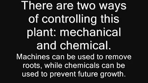 Invasive Species - Amur Honeysuckle.