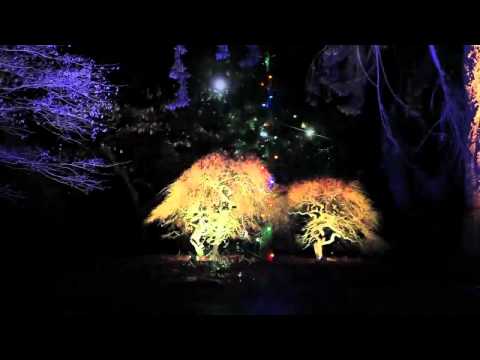 Night photography event at Westonbirt Arboretum