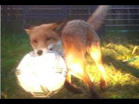 fox playing with dog fox playing with dog