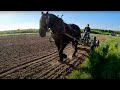 Corn Planting with a Single Draft Horse//Silo Stories #486