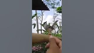 prenjak jali gacor di lepas bebas