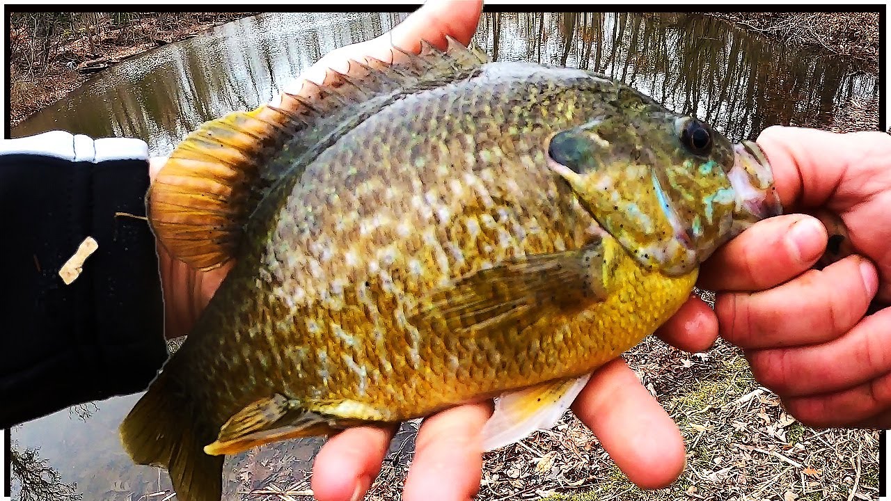 Green Sunfish BITE Like CRAZY!, Fun PANFISH to CATCH on ULTRALIGHT!