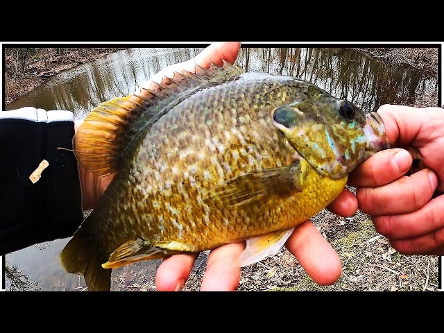 Green Sunfish BITE Like CRAZY!, Fun PANFISH to CATCH on ULTRALIGHT!