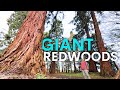Americas giant redwoods are thriving in britain  heres why