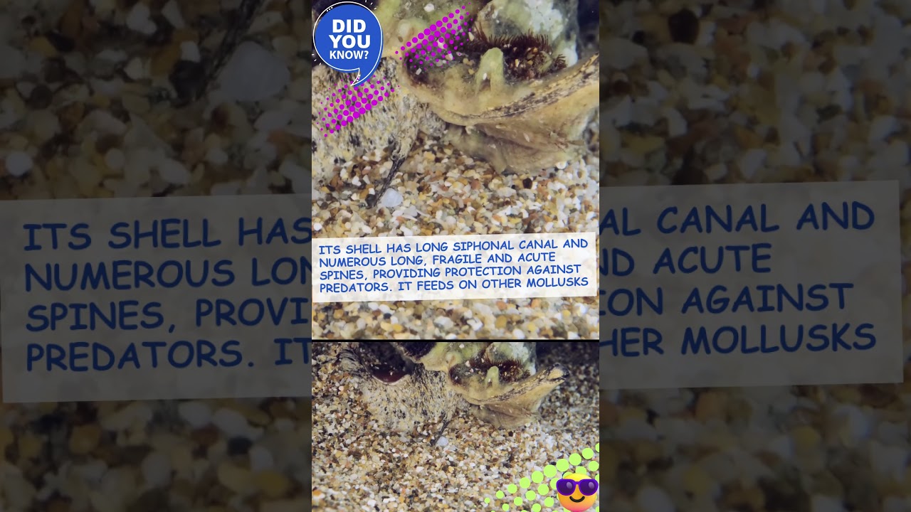 ROCK SNAILS OR MUREX SNAILS @ DISCOVER WHAT’Z UNIQUE! 