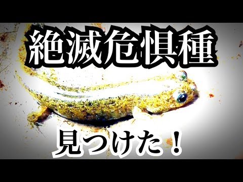【ガサガサ】水の無い水路でとんでもない生物が採れた？！
