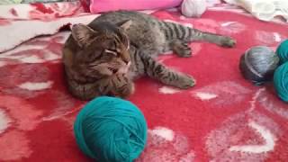Расскажу про нашего котика - Риччи. Он у нас курильский бобтейл! Расскажу про нашего котика - Риччи. Он у нас курильский бобтейл!