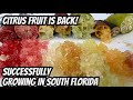 Successfully grow this amazing citrus fruit in south florida